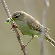 Willow warbler - First recorded