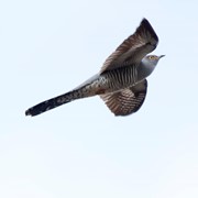 Cuckoo - First recorded