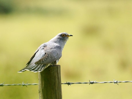 Cuckoo on a fence