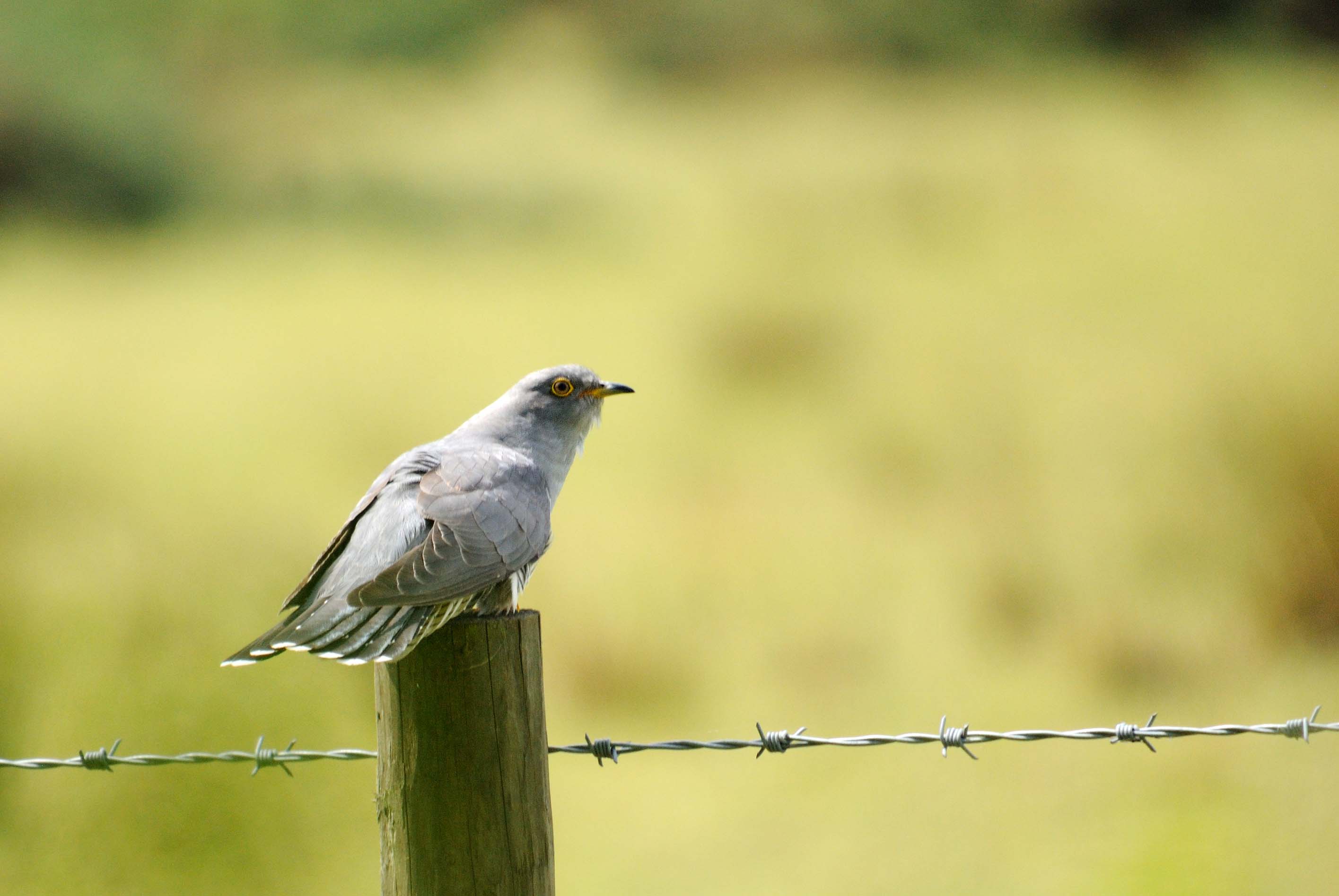 A cuckoo resting on a fence pole