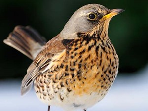 Not to be confused with - Fieldfare