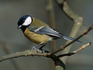 Not to be confused with - Great tit