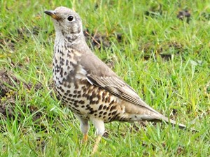 Not to be confused with - Mistle thrush