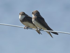 Not to be confused with - Sand martin