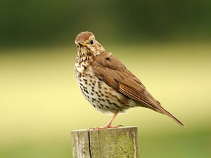 Not to be confused with - Song thrush