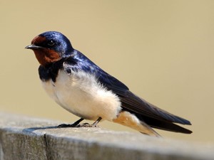 Not to be confused with - Swallow