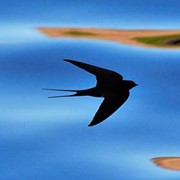 Swallow - First recorded