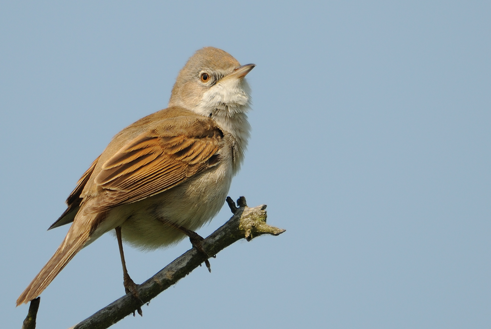 Whitethroat