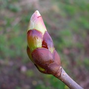 Horse chestnut with budburst that is too early 