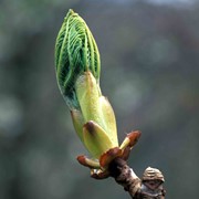 Horse chestnut with budburst that is too late