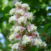 Flowering on a horse chestnut that is too late 
