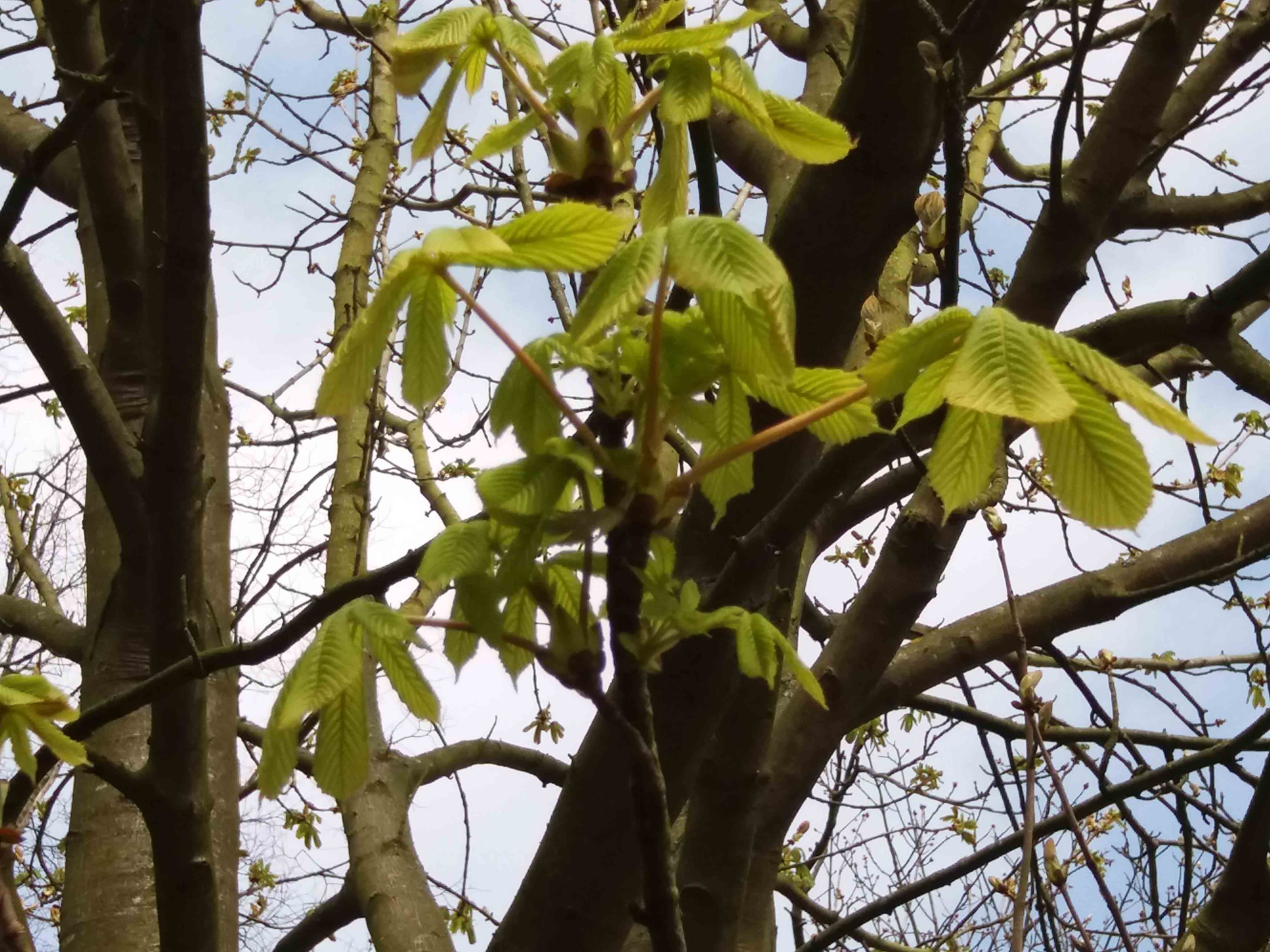 Horse chestnut with first leaf that is too late 