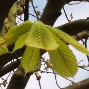 Horse chestnut with first leaf that is too late 