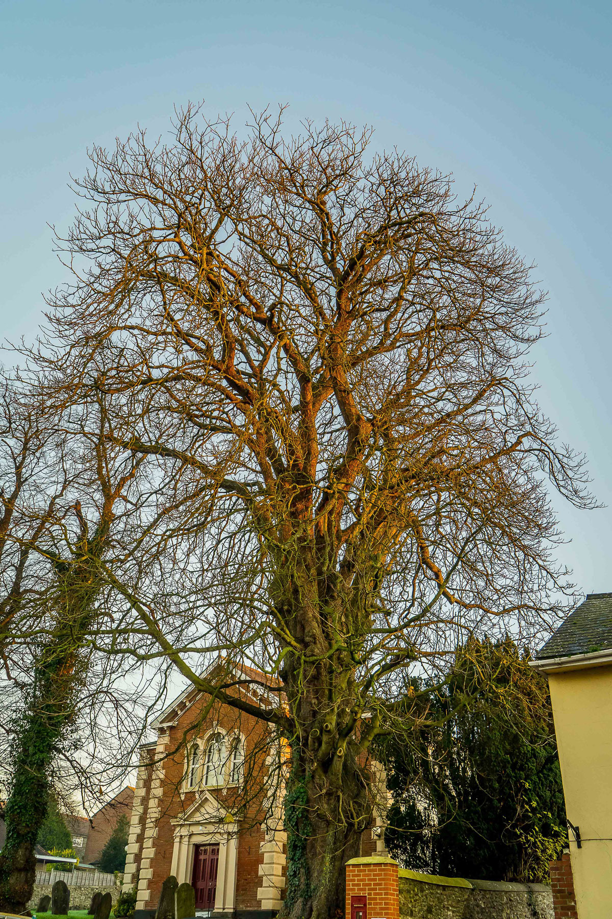 Horse chestnut with no leaves 