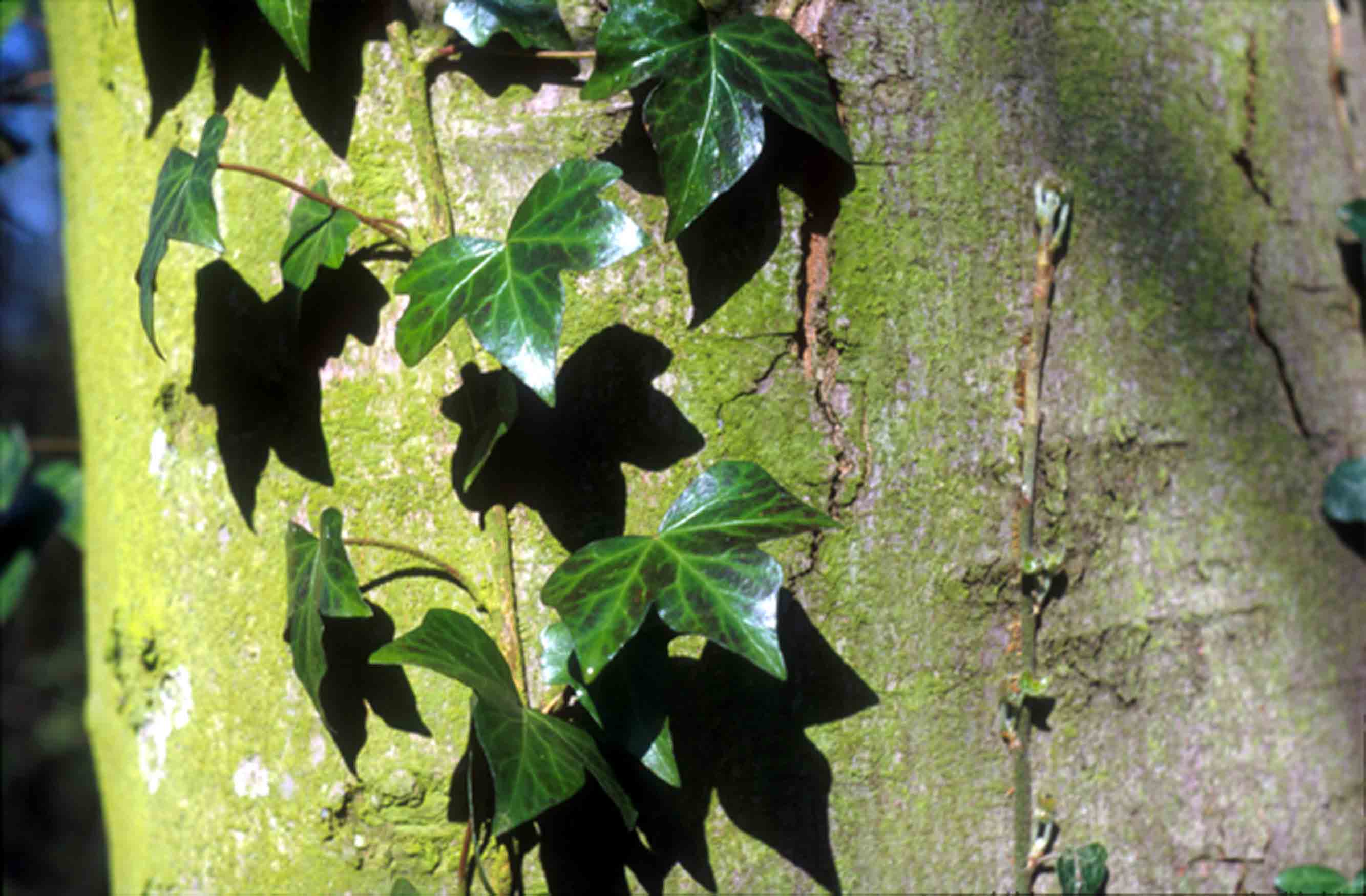 Ivy close-up