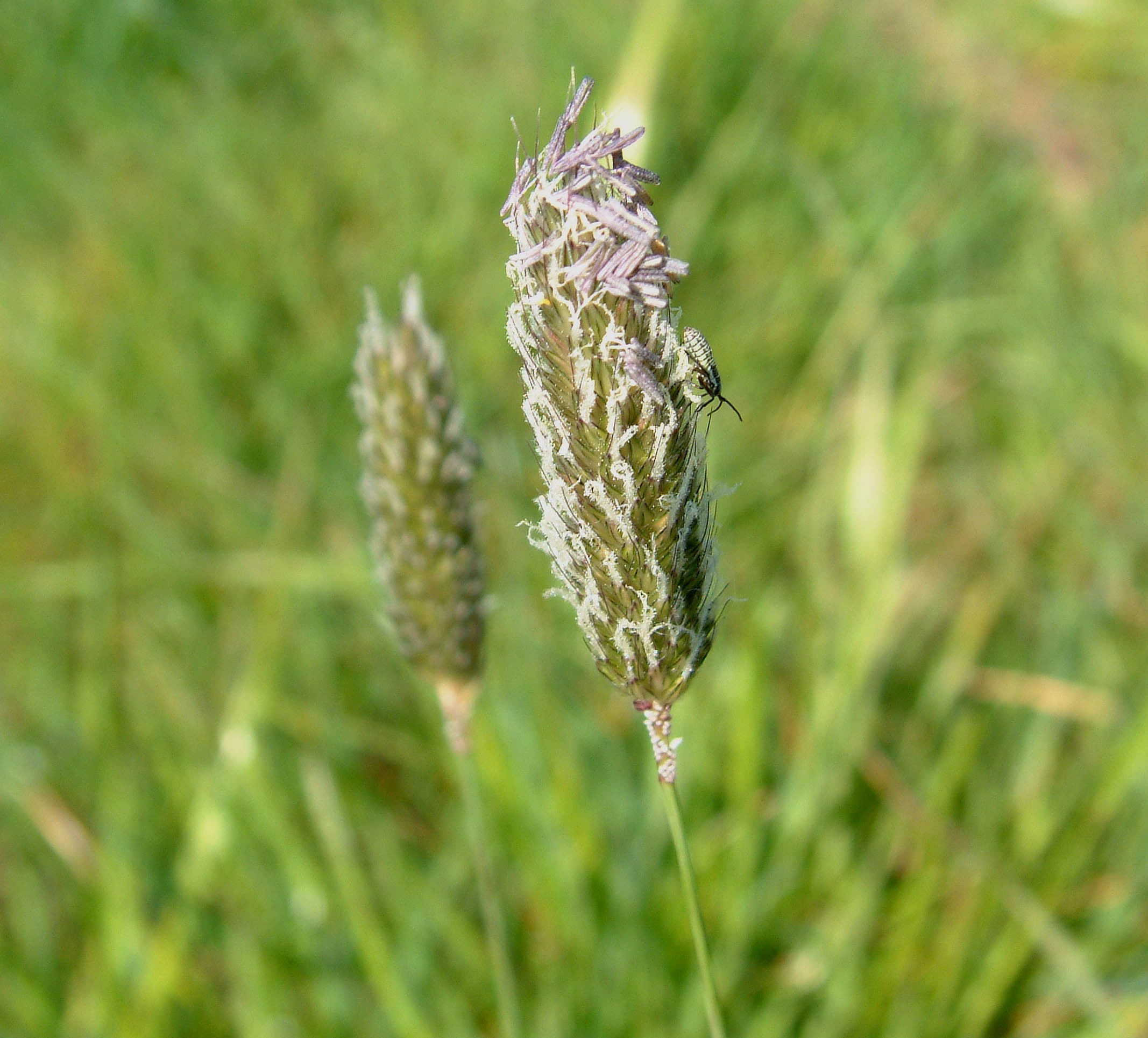 Meadow foxtail starting to flower