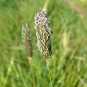 Meadow foxtail - First flowering