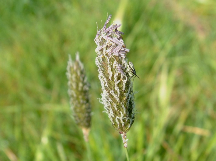 meadow foxtail
