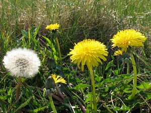 Not to be confused with - Dandelion