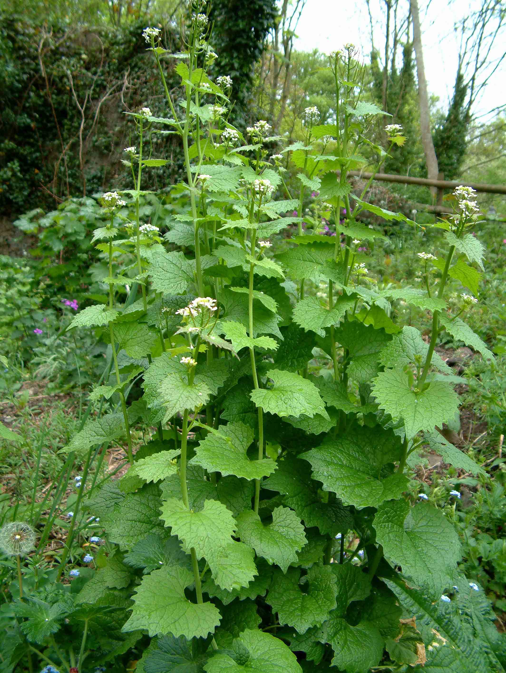 Garlic mustard
