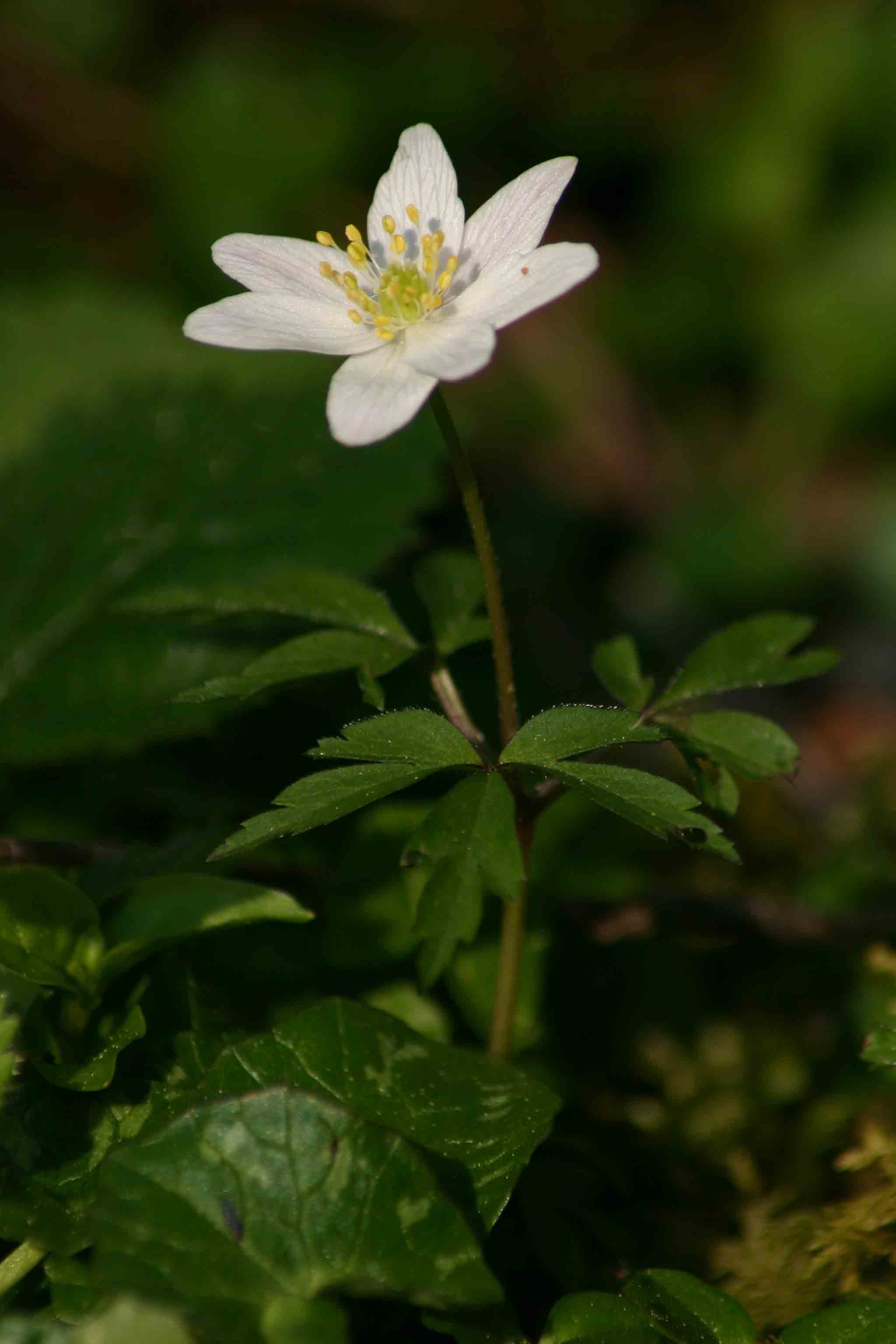 Wood anemone
