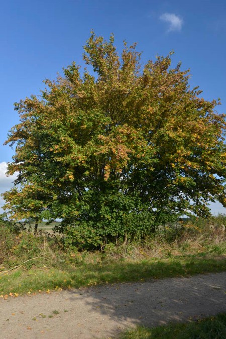 Photo of field maple in autumn