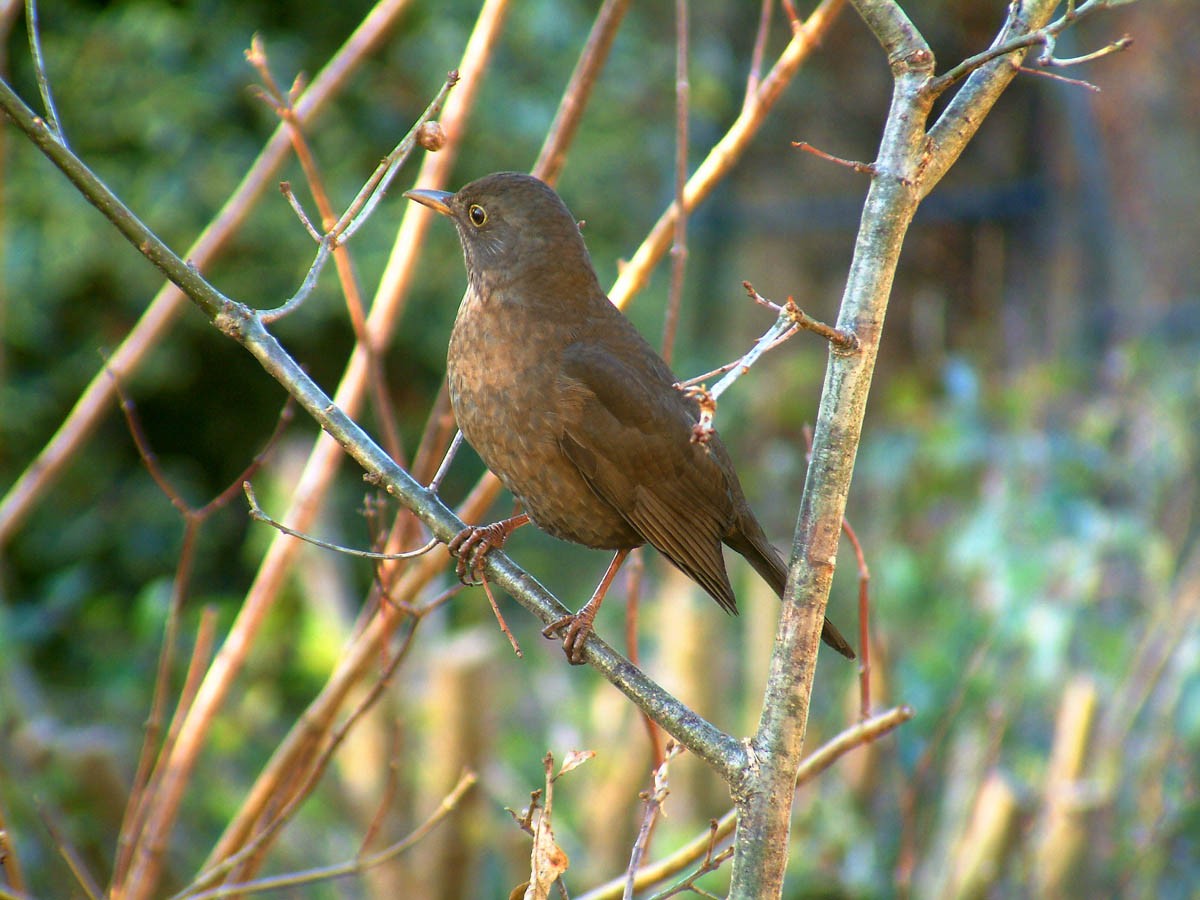 Photo of female blackbird
