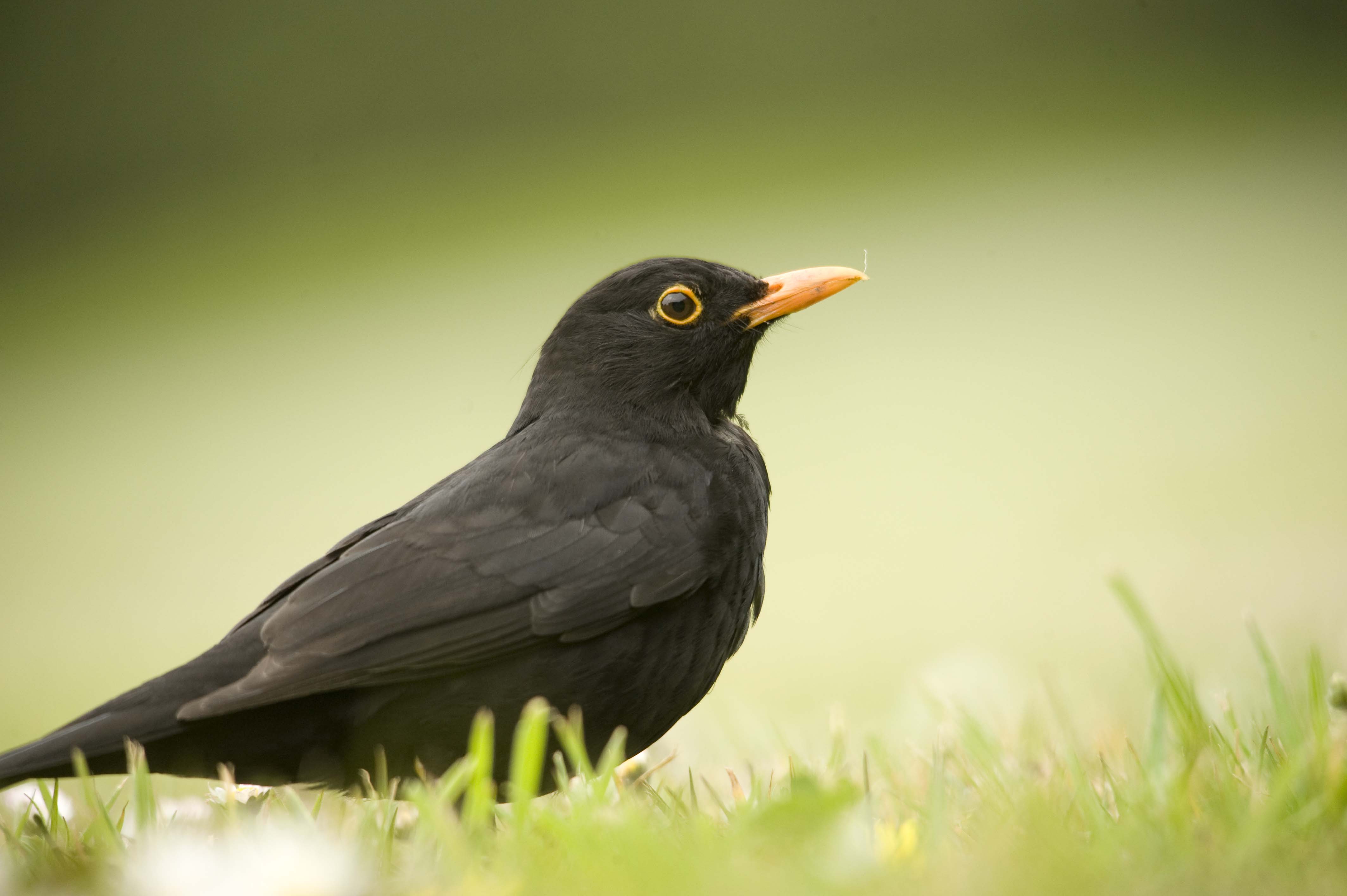 Photo of male blackbird