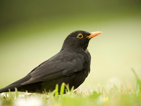 Photo of male blackbird