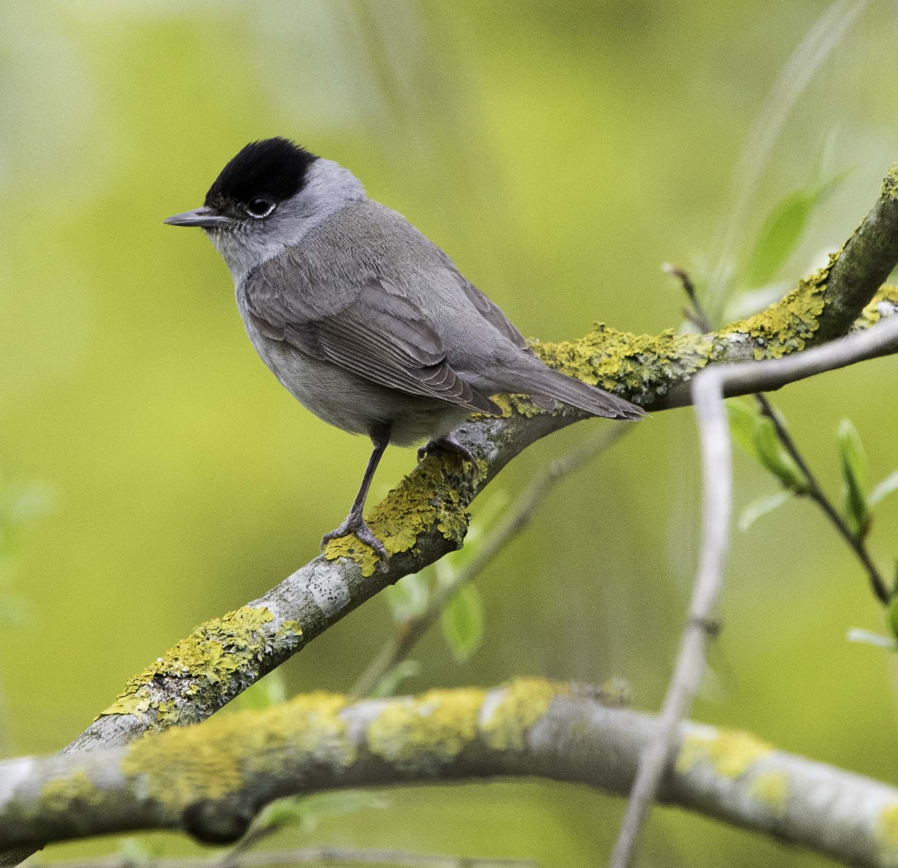 Male blackcap sales