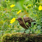 Blackbird - Juvenile first seen
