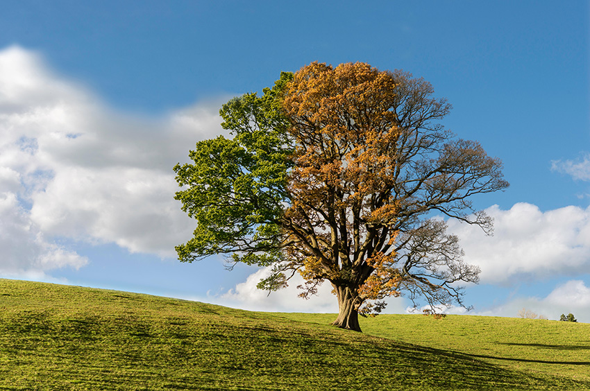 The summer, autumn and winter effect on a single tree 
