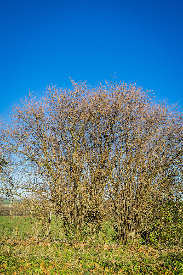 Hazel - Bare tree
