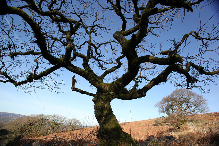 Oak (sessile) - Bare tree