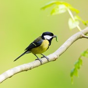 Great tit - First feeding young