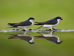 Not to be confused with - House martin