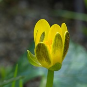 Lesser celandine - First flowering