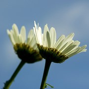 Oxeye daisy - First flowering