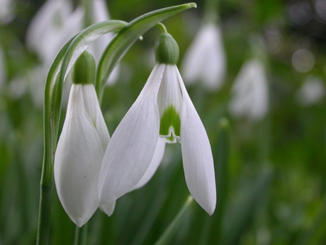 Flowering white snowdrops