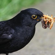 Blackbird - First feeding young