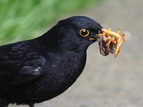 A male blackbird with multiple prey in his mouth