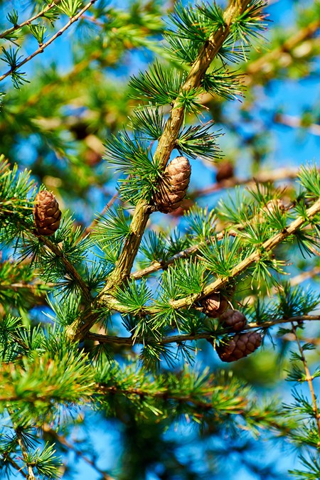 European larch with needles and cones 