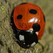 Ladybird (7-spot) - First recorded