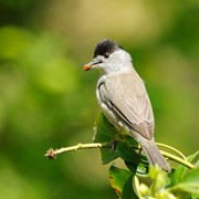 Blackcap - First recorded