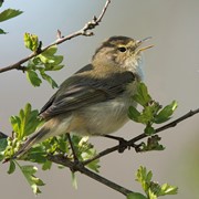 Chiffchaff - Recorded all winter