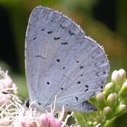 Holly blue - First recorded