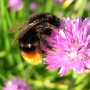 Bumblebee (red-tailed) - First recorded