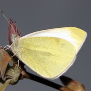 Small white - First recorded