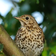 Song thrush - First recorded