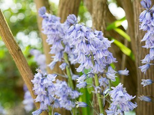 Not to be confused with - Spanish bluebell